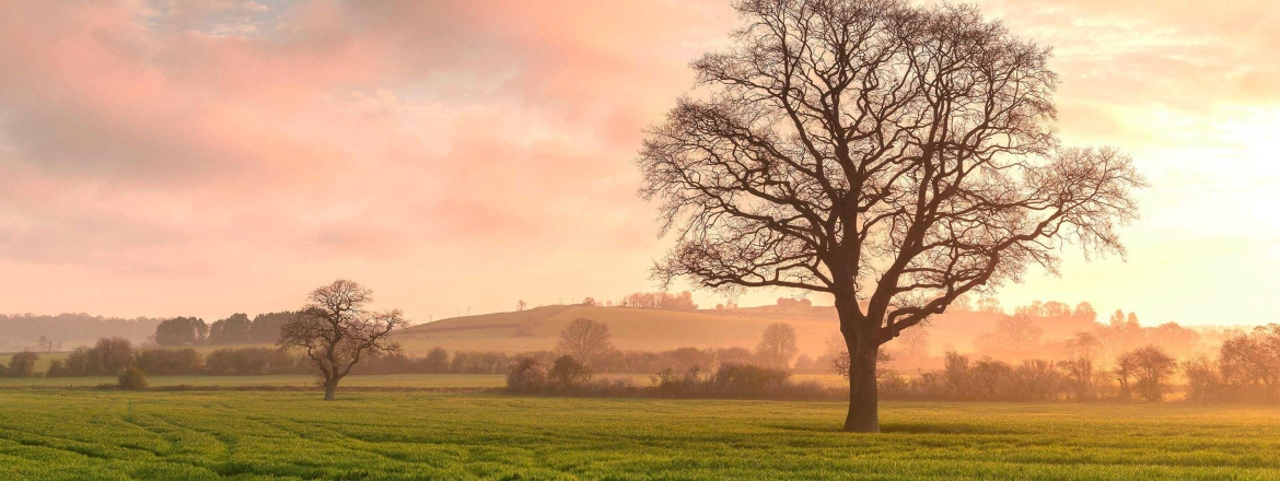 Dancing Green Wincanton Hero Sunrise Trees Rural Fields