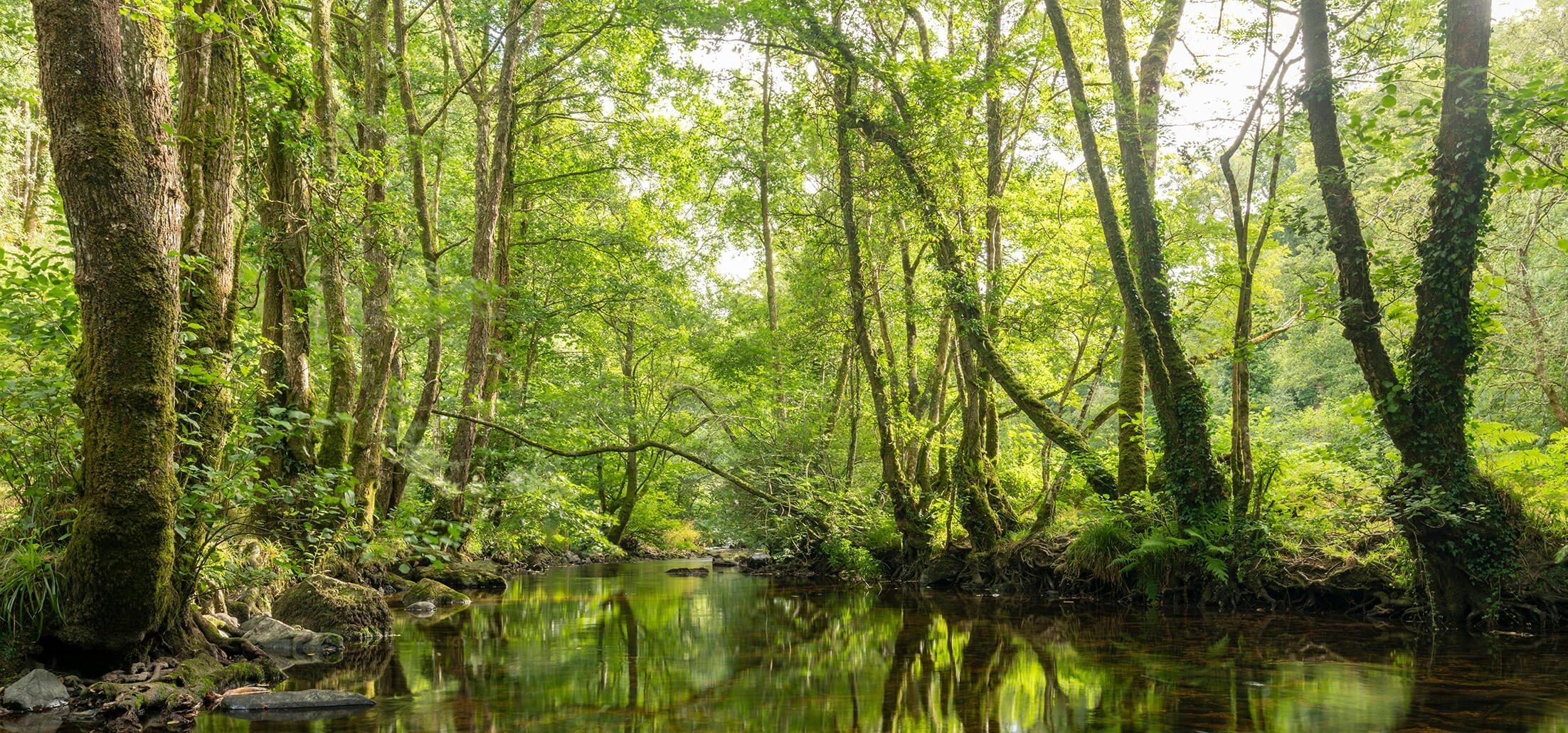 Longston Cross 2 Bovey Tracey River Trees Homepage