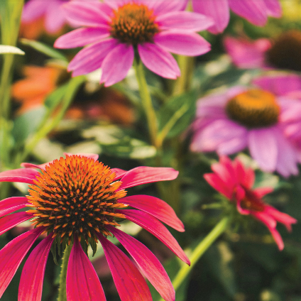 Gardening Comp
