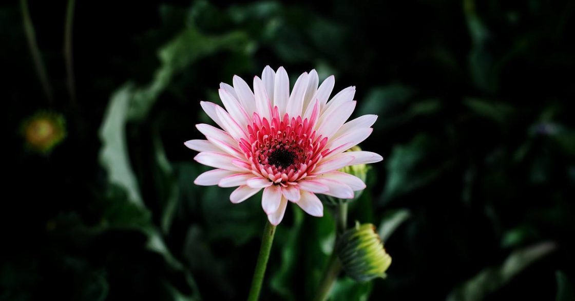 Daisy For Plants Blog